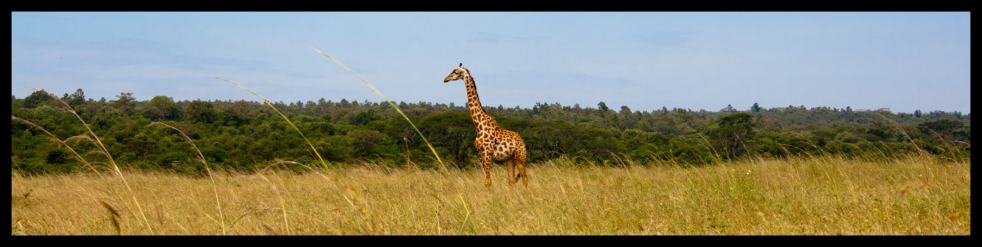 Giraffe at the Nairobi National Park